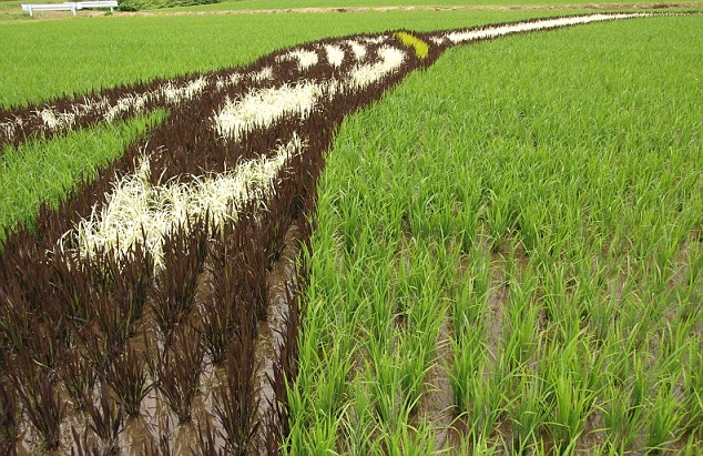 Amazing Japanese Rice Paddy Art...