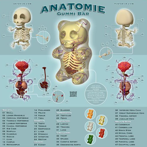 ANATOMY OF INANIMATE OBJECTS