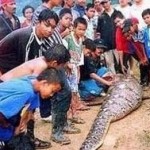 The husband knew immediately that his wife had been eaten by this snake and he ran off to find some local villagers to help.