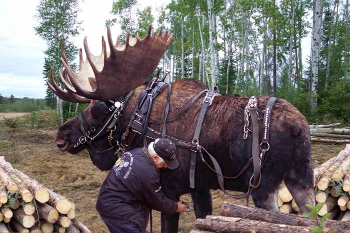 Only in Alaska ....... This guy raised an abandoned moose calf with his horses, and believe it or not, he has trained it for lumber removal and other hauling tasks. Given the 2,000 pounds of robust muscle, and the splayed, grippy hooves, he claims it is the best work animal he has. He says the secret to keeping the moose around is a sweet salt lick
