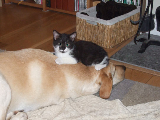 Kitten on a dogs head