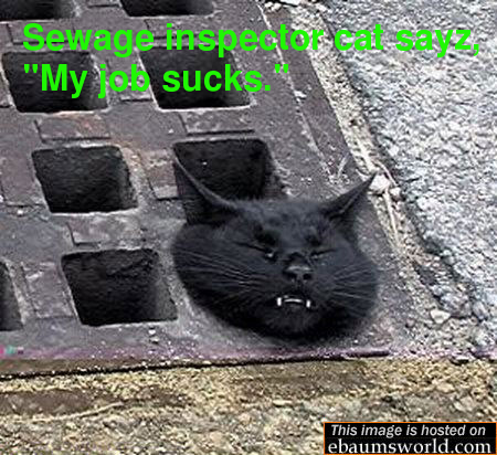 sewage cat is stuck