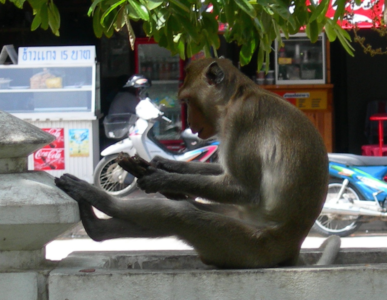 Thailand Monkeys