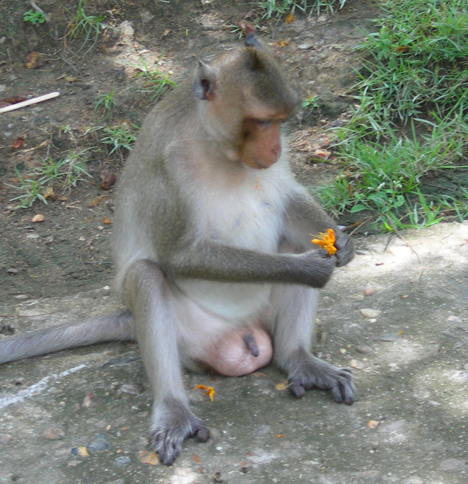 Thailand Monkeys