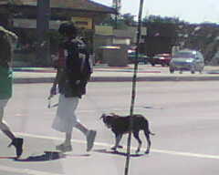CLASSIC!!!!!!!!!  I saw this guy walking down the street wearing a Michael Vick jersey and walking his pitbull! 