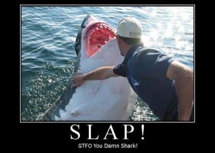 Lay down, Bad Shark!!!