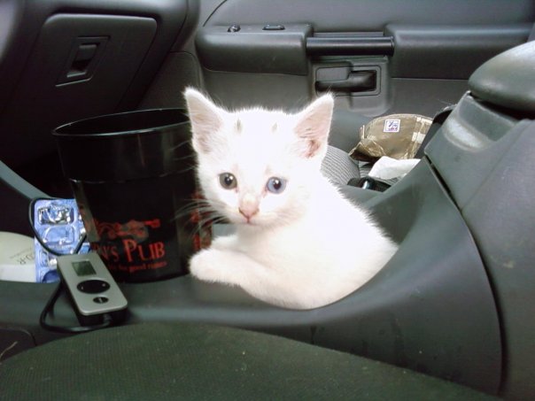 Ever wonder how to get a little kitten around in the car?