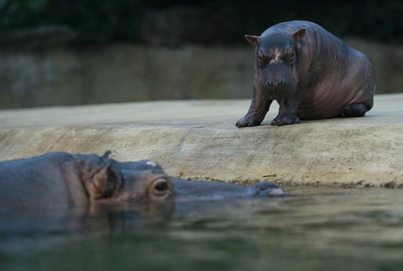 New Baby Hippo in Berlin