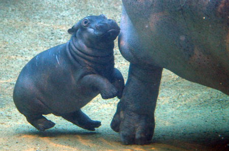 New Baby Hippo in Berlin