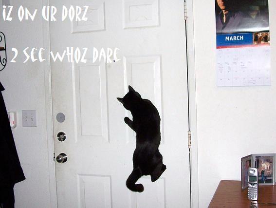 My cat cllimbs the door