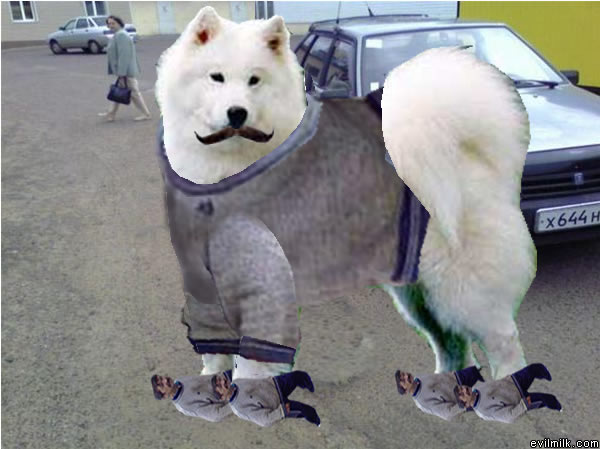 wooof.. dog with tramp shoes! the best dog accesory