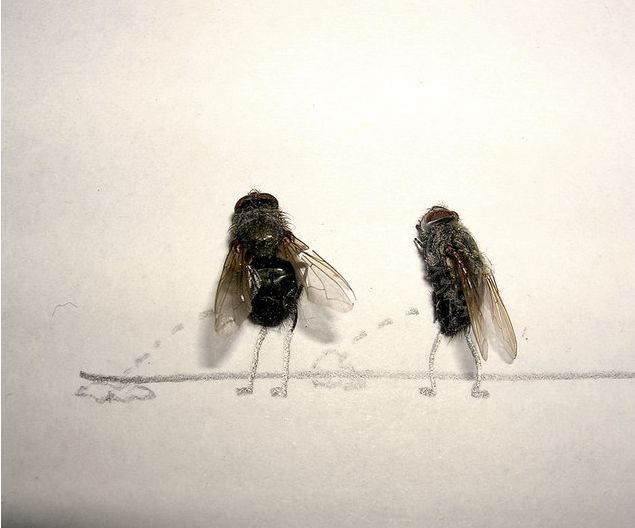 Dead Fly Artwork