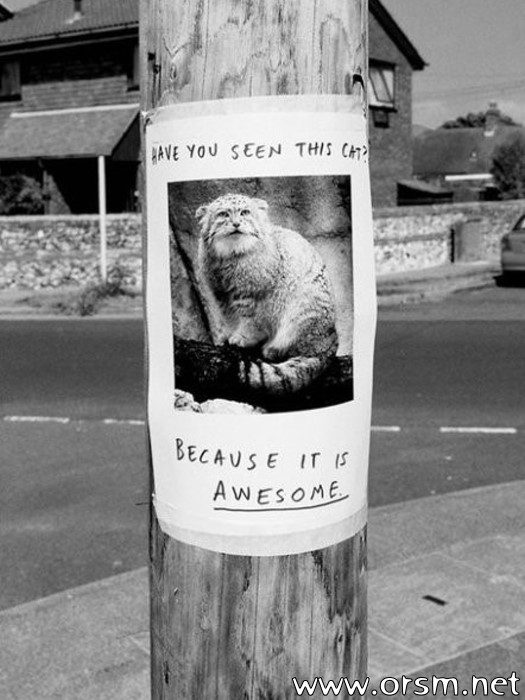 Best lost cat sign ever