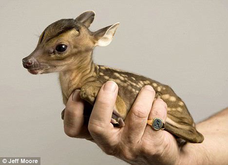 very small baby deer