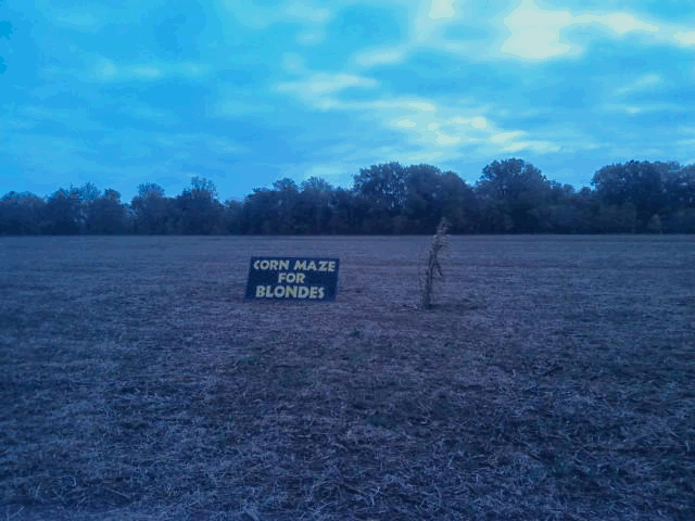 Corn maze for blondes, enjoy