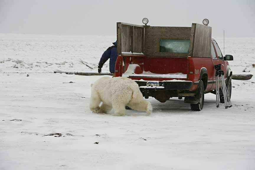 Polarbear attack