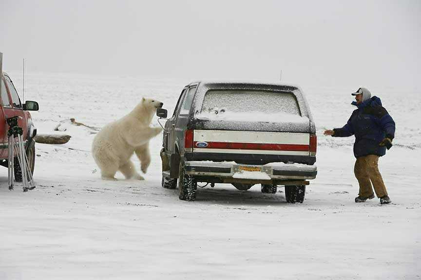Polarbear attack