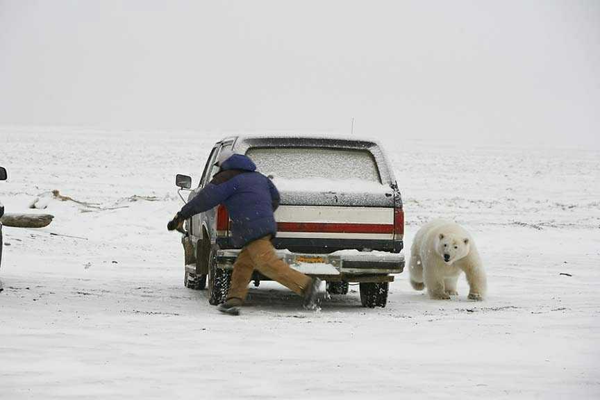 Polarbear attack