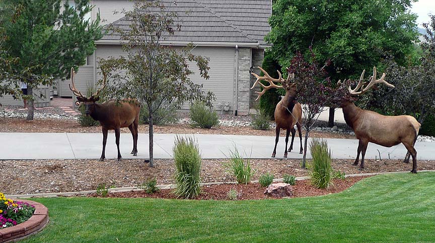 Damn elk on the lawn