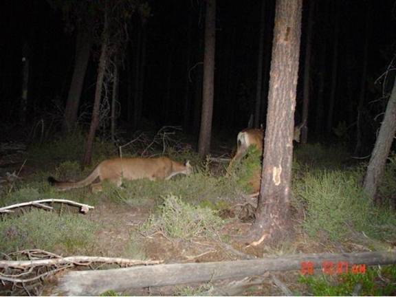 This deer doesn't know whats about to hit him.