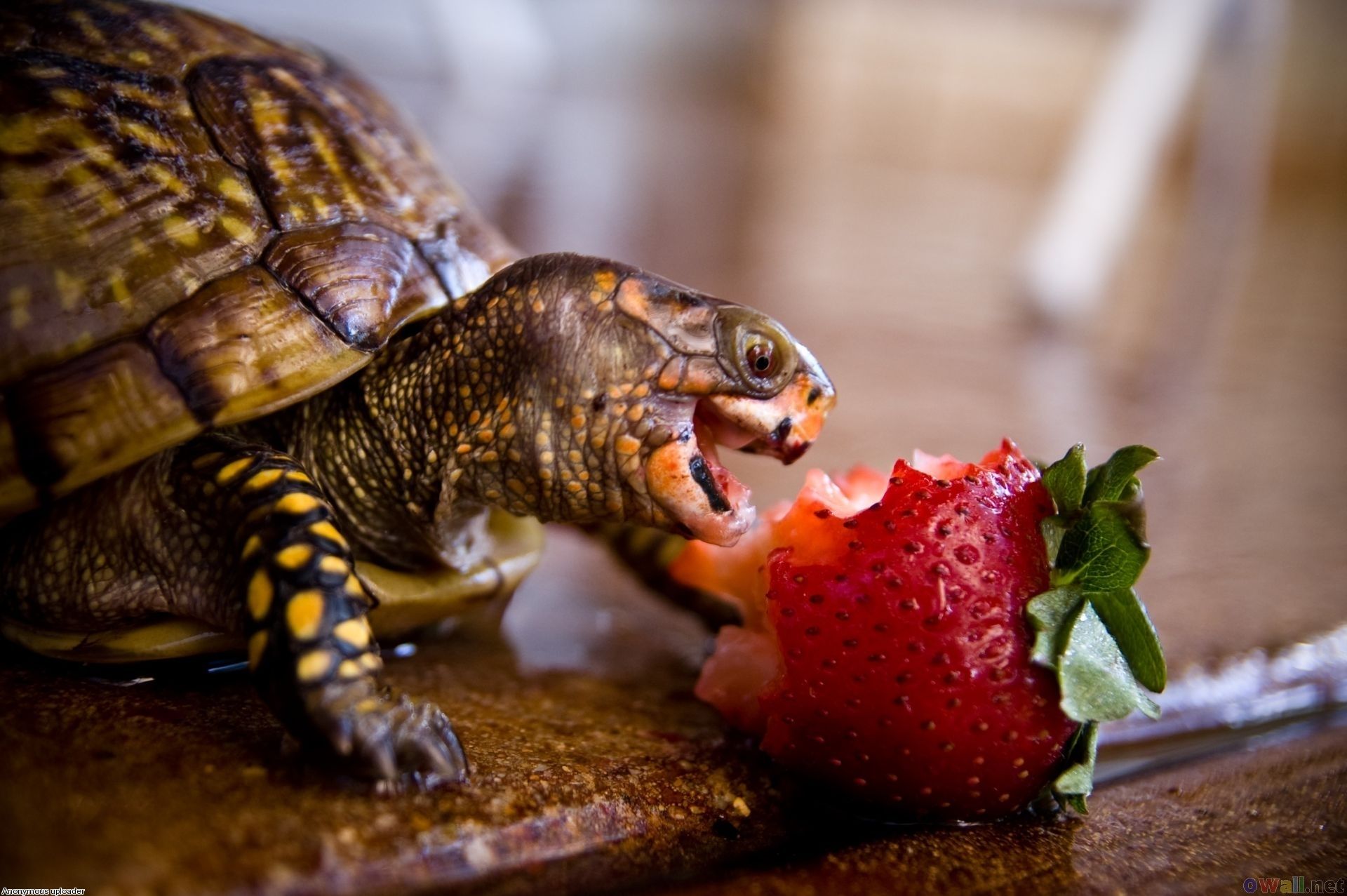 I gave that turtle a strawberry.