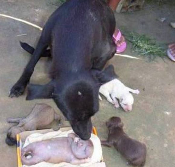 dog gives birth to mutant creature.