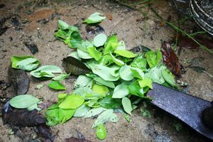 Take 1000 kilograms of coca leaves 