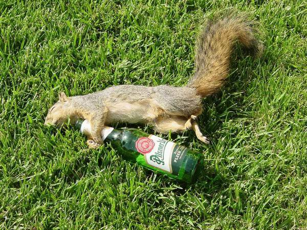 drunk squirrel - 234 ilsnerll .
