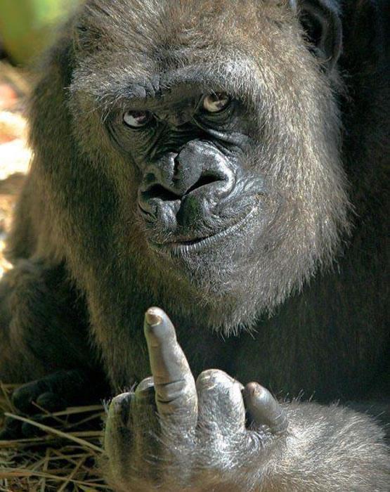Don't mess with this gorilla. 