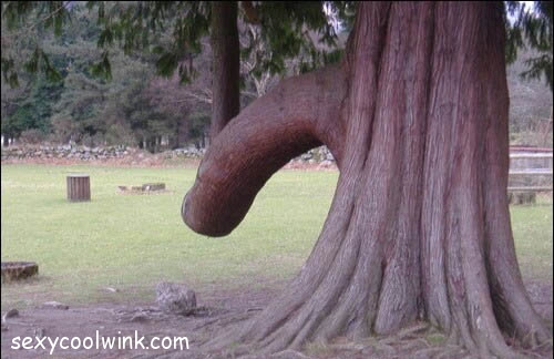 Haha funny tree