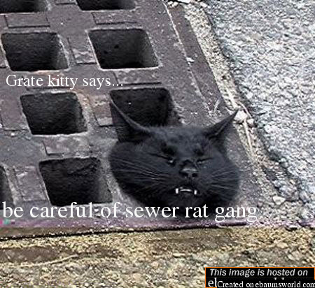 sewer rats teach grate kitty a lesson