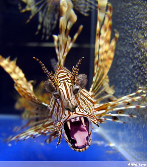 lionfish pet - Anvari.org