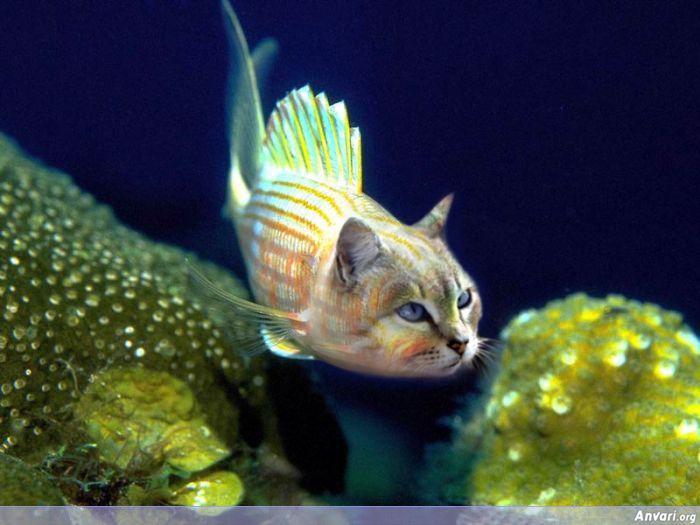 fish cat - Anvari.org