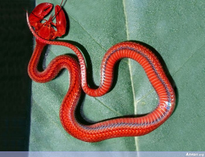 red bellied snake in ga - Anvari.org