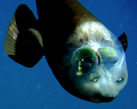 Fish With Transparent Head