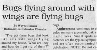 stupid headlines - Bugs flying around with wings are flying bugs By Wayne Hansen bugs. Redwood Co. Extension Educator Anthracnose continues to d velop on many green ash, oak a "I've got these bugs that look maple trees. Small spots a ants with wings flyin