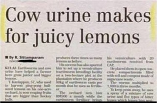 funny headlines - Cow urine makes for juicy lemons by Rhamparam wawe Then he