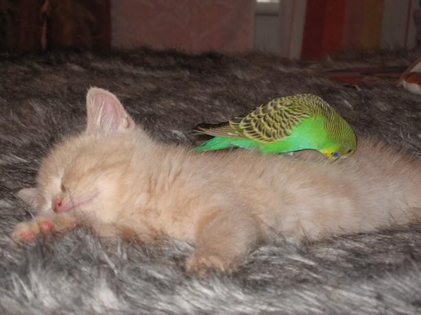 Kittens First Bird