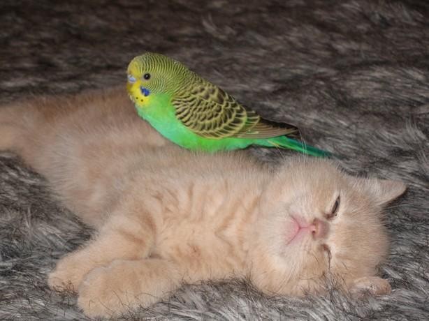 Kittens First Bird