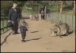 Kangaroo owns kid