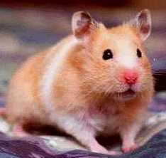 I really like hamsters and I have one as a pet because they are really small and cute. They sleep during the day and at night they do what they have to do. Enjoy