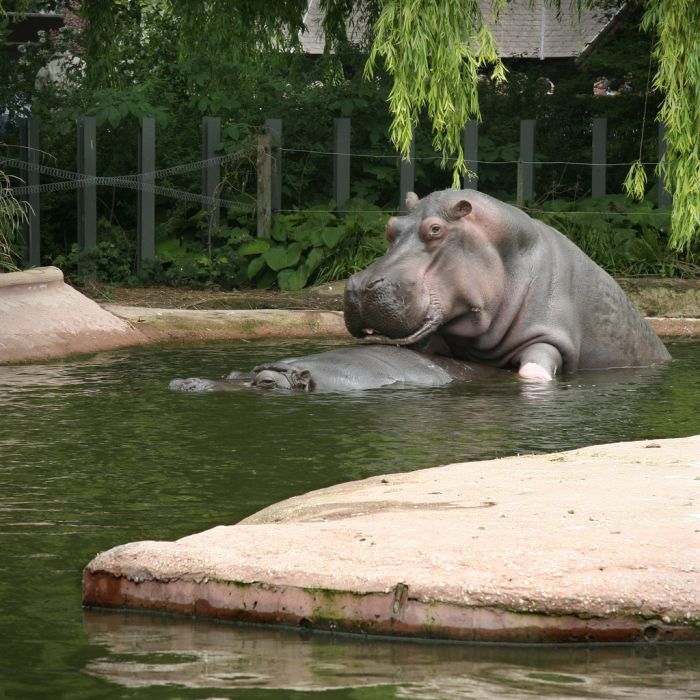 looks like these hippos are having fun.
