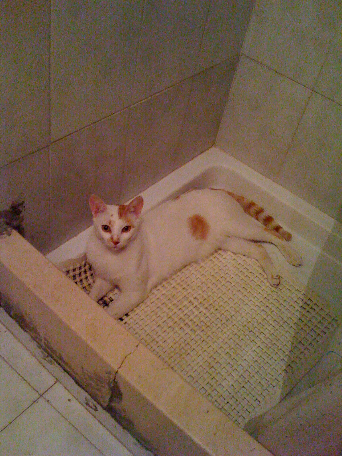 Pussy under the shower