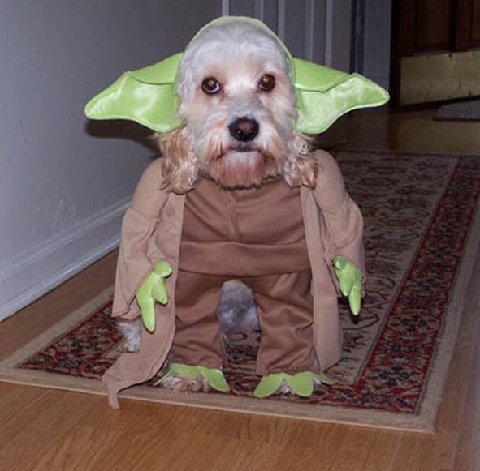 Funny dog costumes