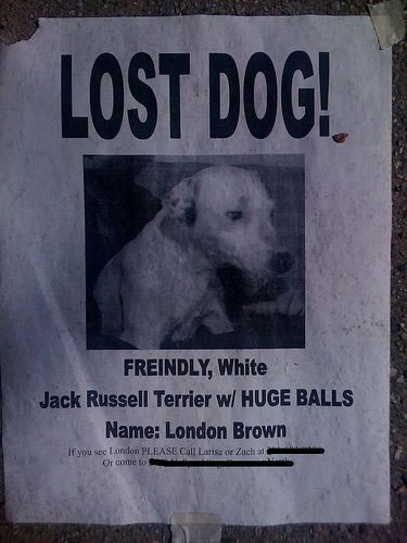 need help finding lost dog