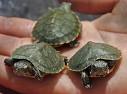 More Turtles