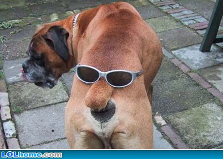 dog that looks like a master of disguise