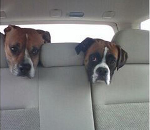 Car Dogs