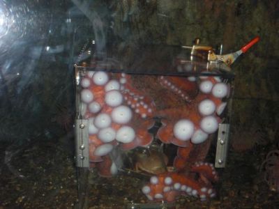 this octopus put its self into a box to try and get some food