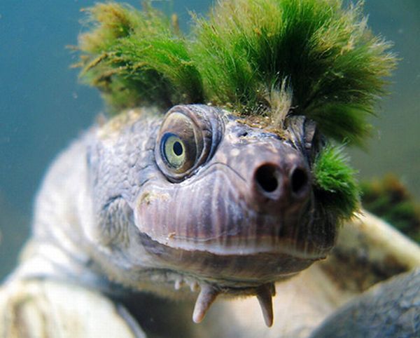 Punk Rock Turtle